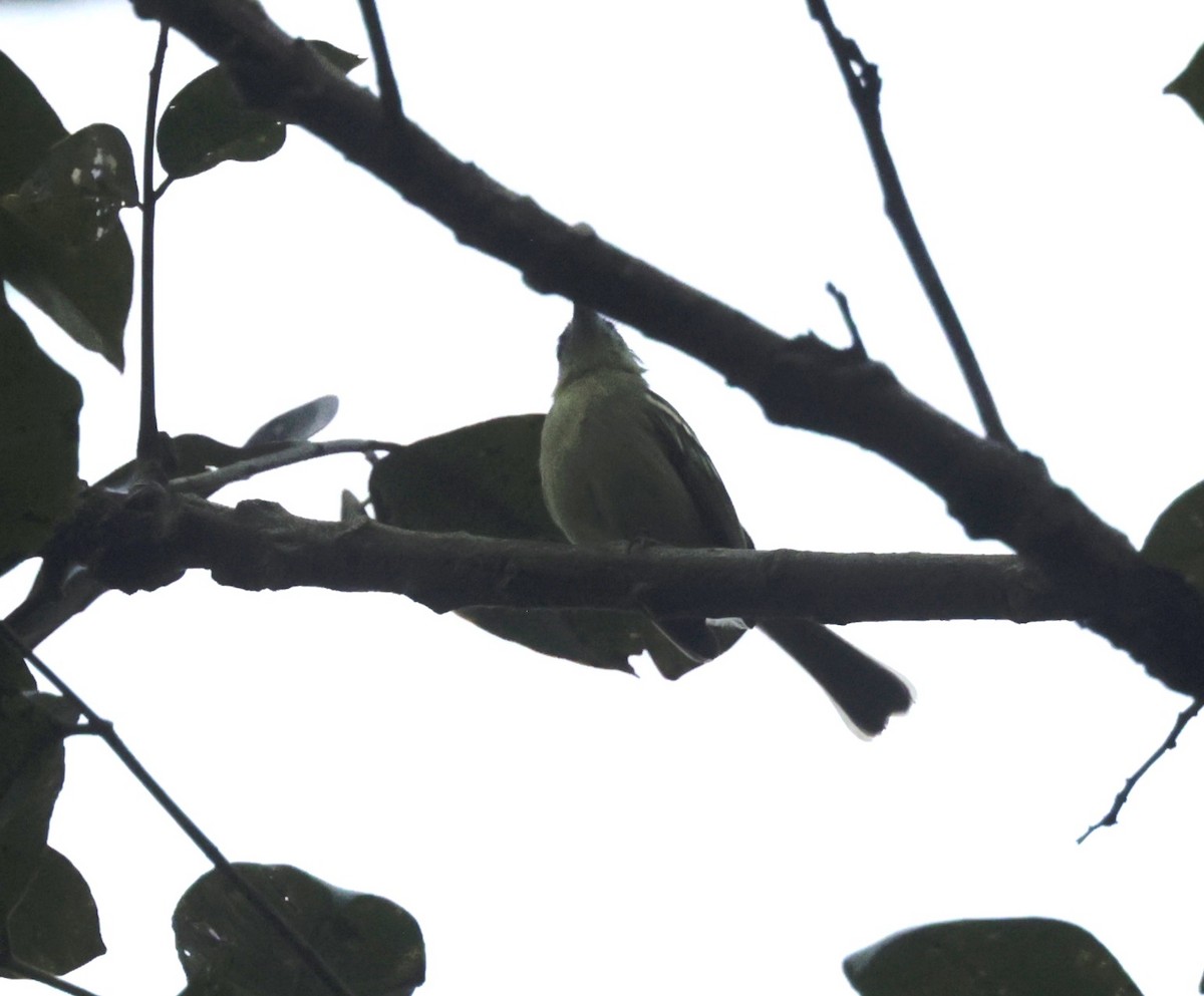 Yellow-green Tyrannulet - ML616230119