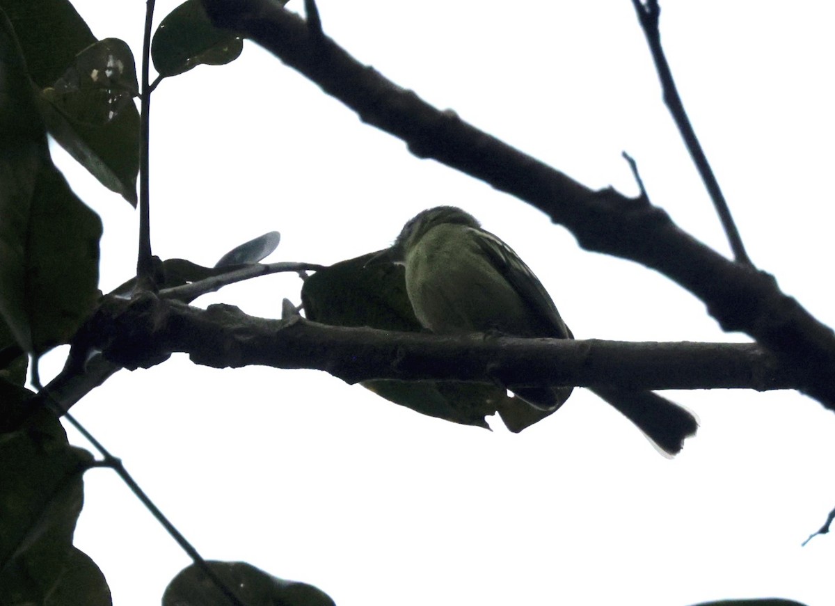 Yellow-green Tyrannulet - ML616230122