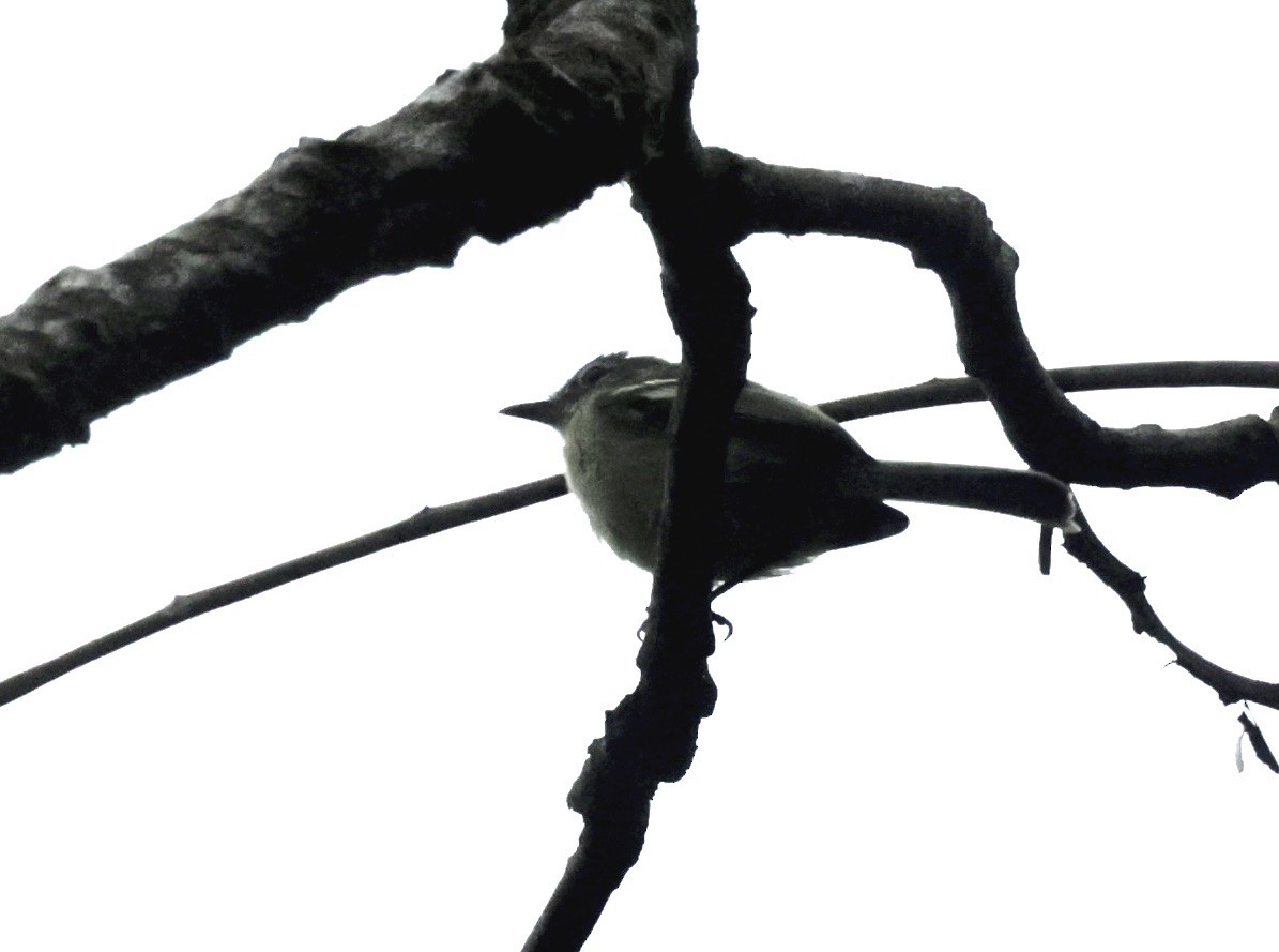 Yellow-green Tyrannulet - Ken Oeser