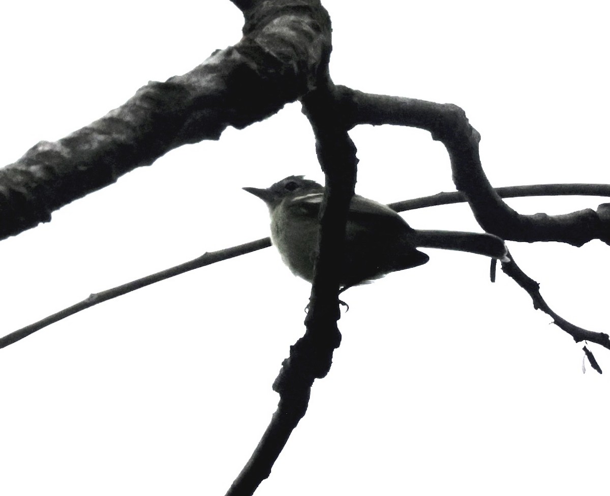 Yellow-green Tyrannulet - Ken Oeser