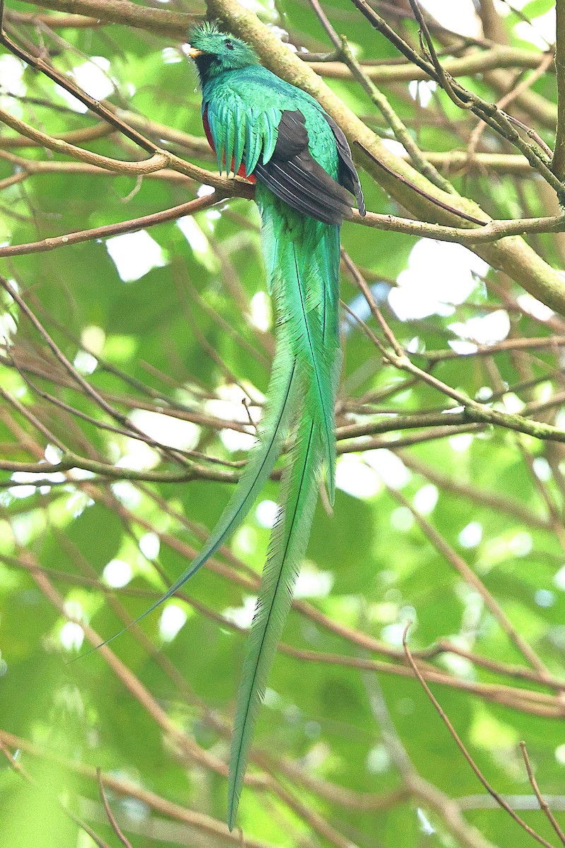 Quetzal resplendissant - ML616230141