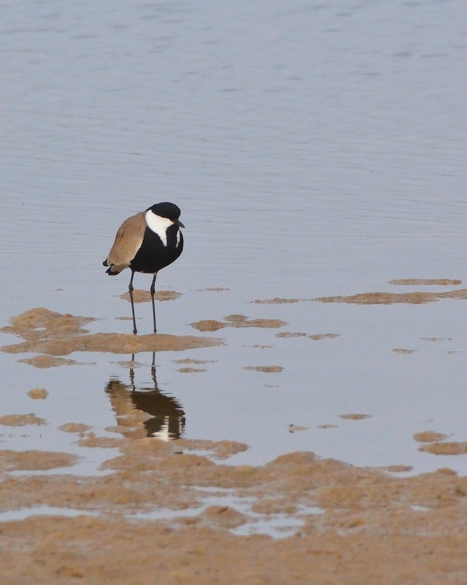 Spur-winged Lapwing - ML616230153