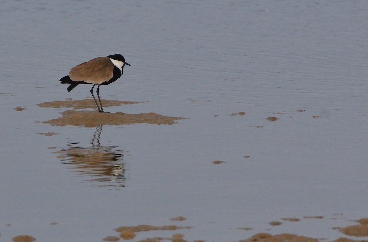 Spur-winged Lapwing - ML616230154