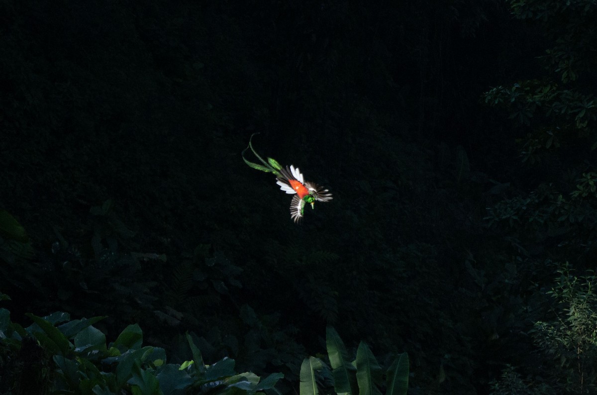 Quetzal Guatemalteco (mocinno) - ML616230186