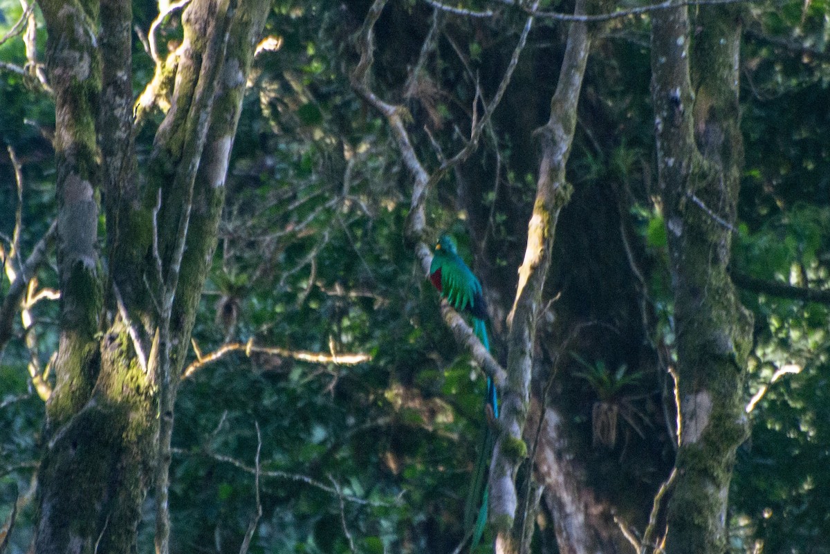 Quetzal resplendissant (mocinno) - ML616230189