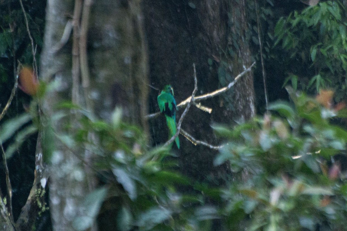Quetzal resplendissant (mocinno) - ML616230190