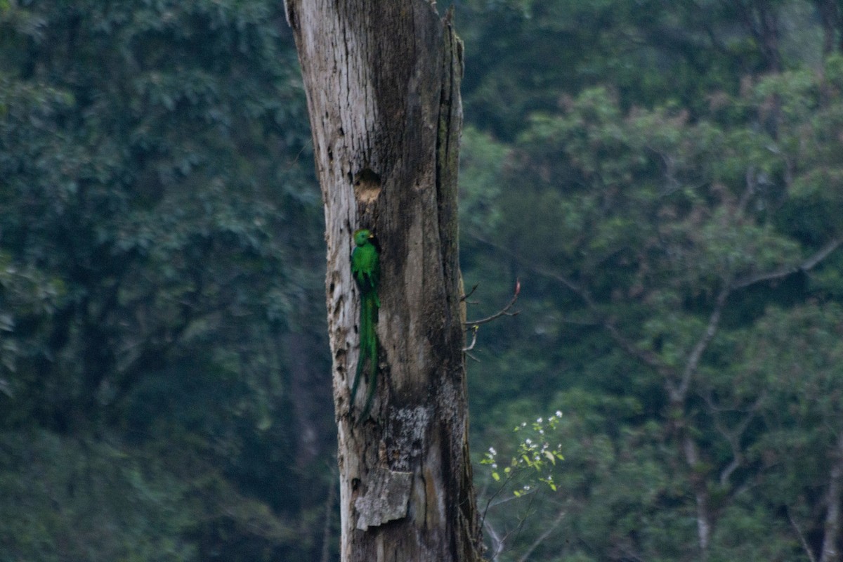 Quetzal Guatemalteco (mocinno) - ML616230191
