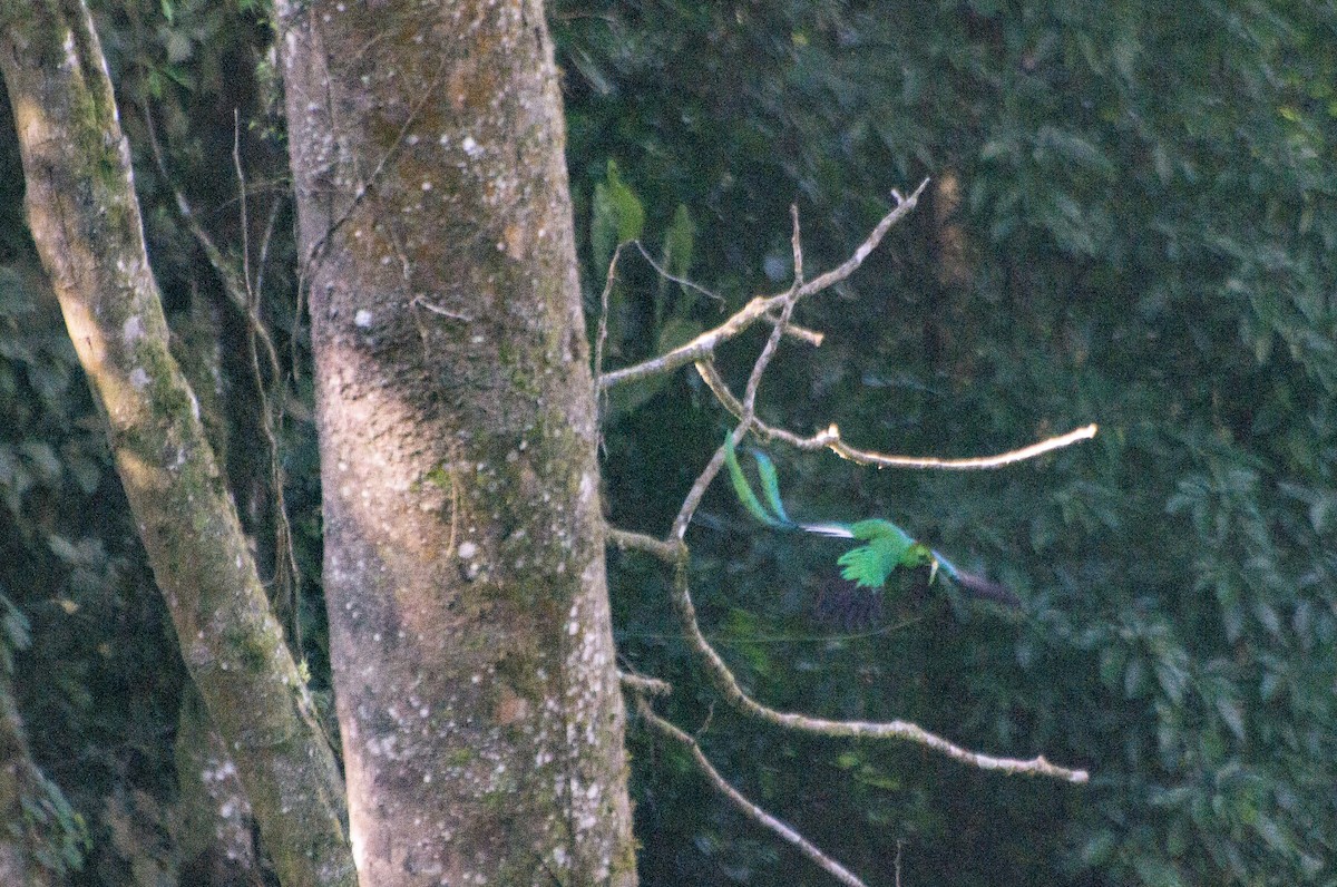 Resplendent Quetzal (Guatemalan) - ML616230194