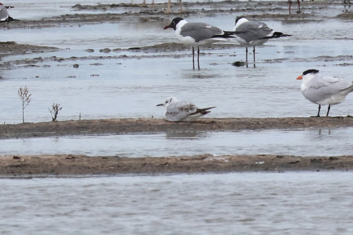 Bonaparte's Gull - ML616230235