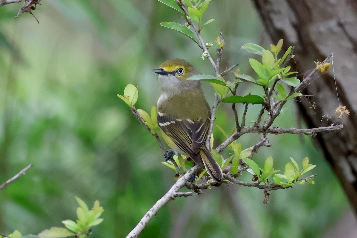 Vireo Ojiblanco - ML616230237