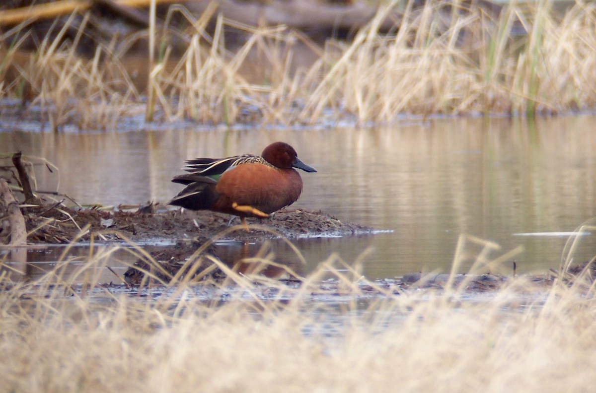 Cinnamon Teal - Alaska Historical Records