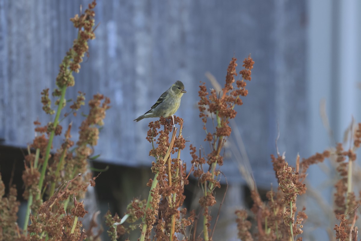 Black-chinned Siskin - ML616230239