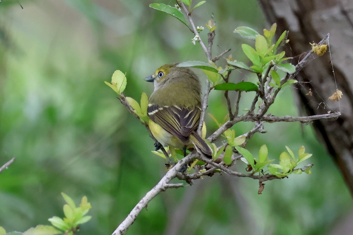 White-eyed Vireo - ML616230241