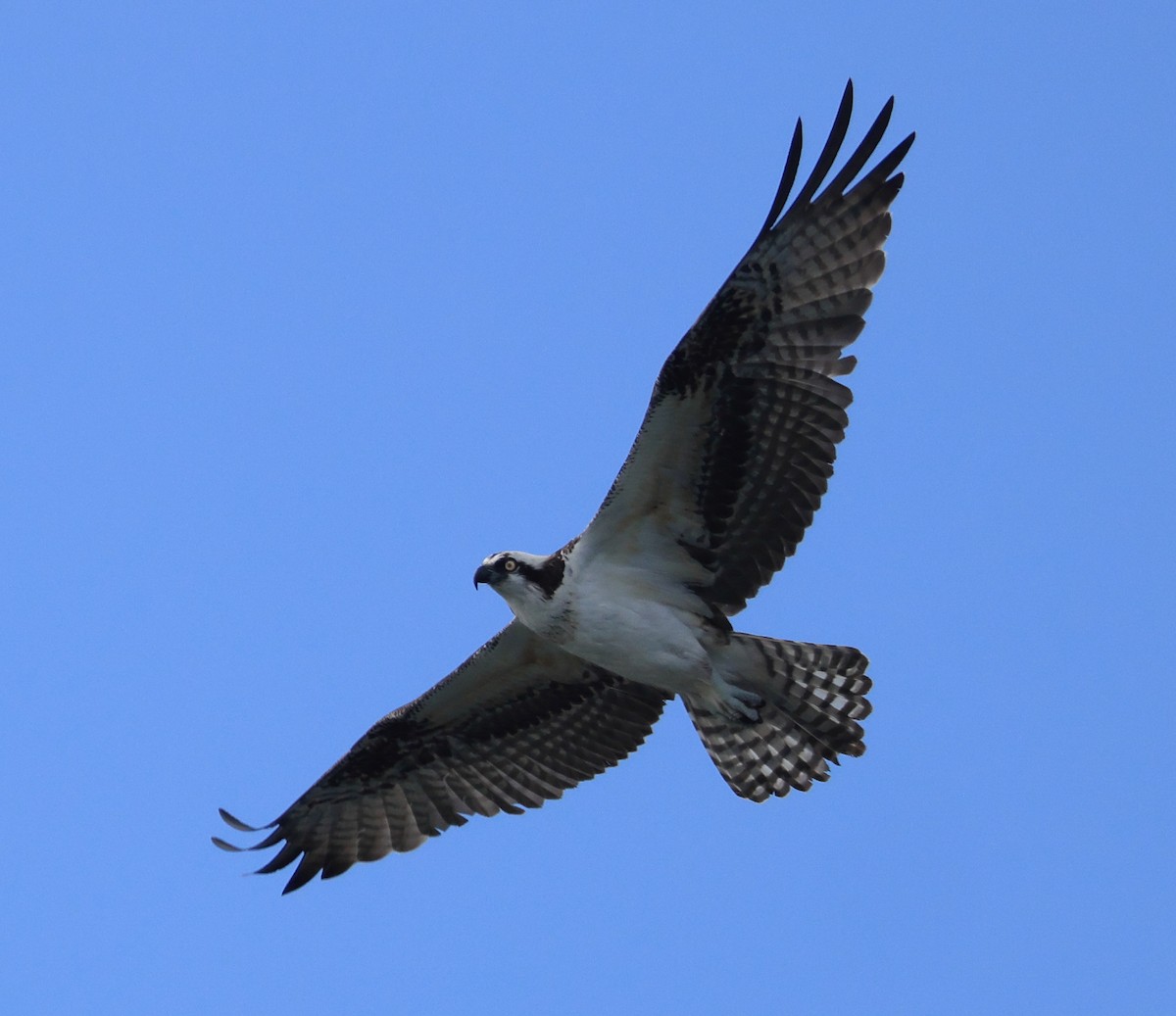 Osprey - Richard Brewer