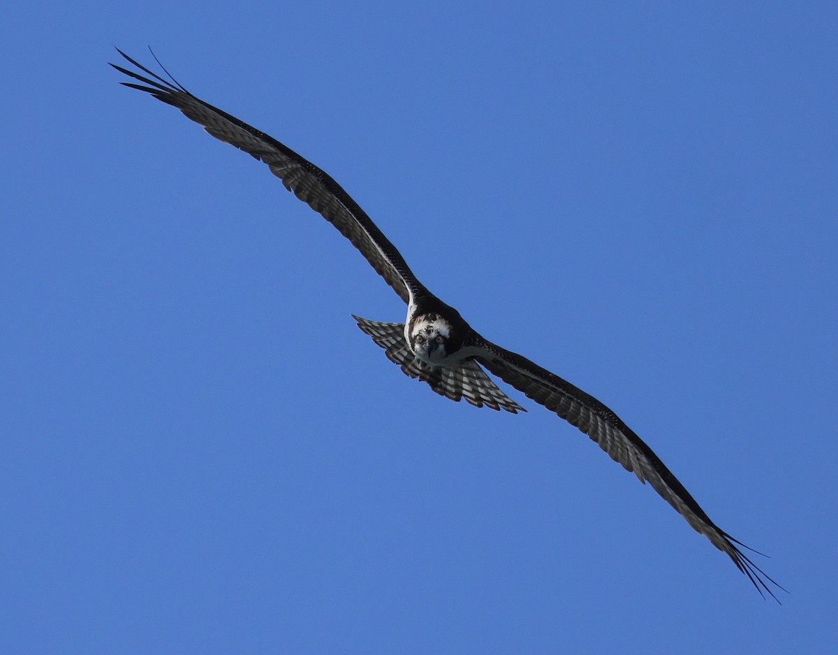 Águila Pescadora - ML616230265