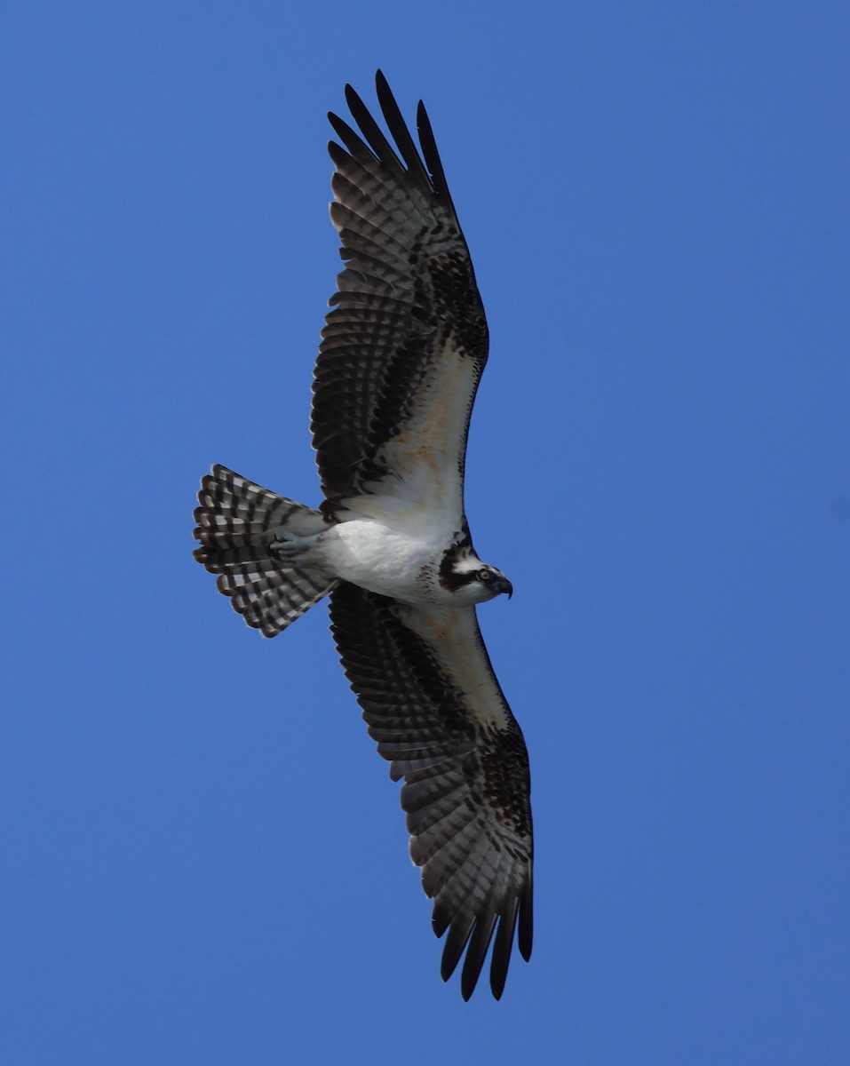 Águila Pescadora - ML616230266