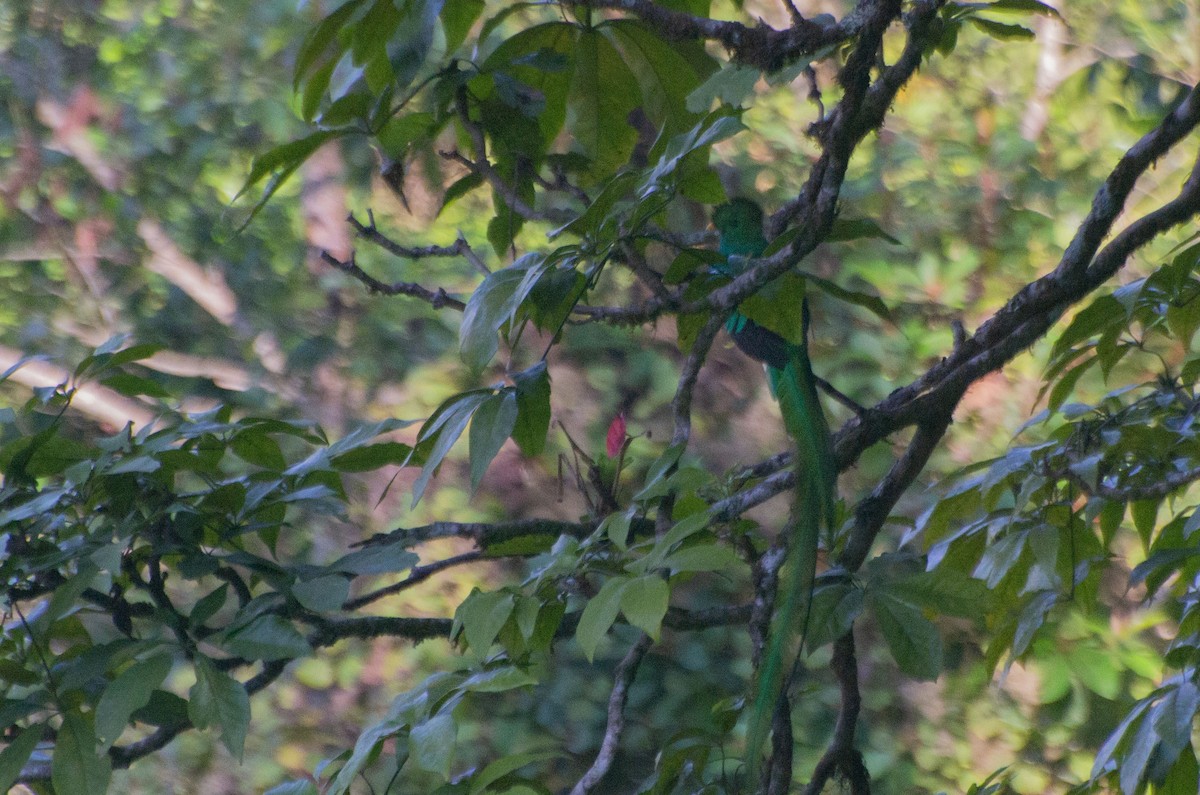 kvesal chocholatý (ssp. mocinno) - ML616230272