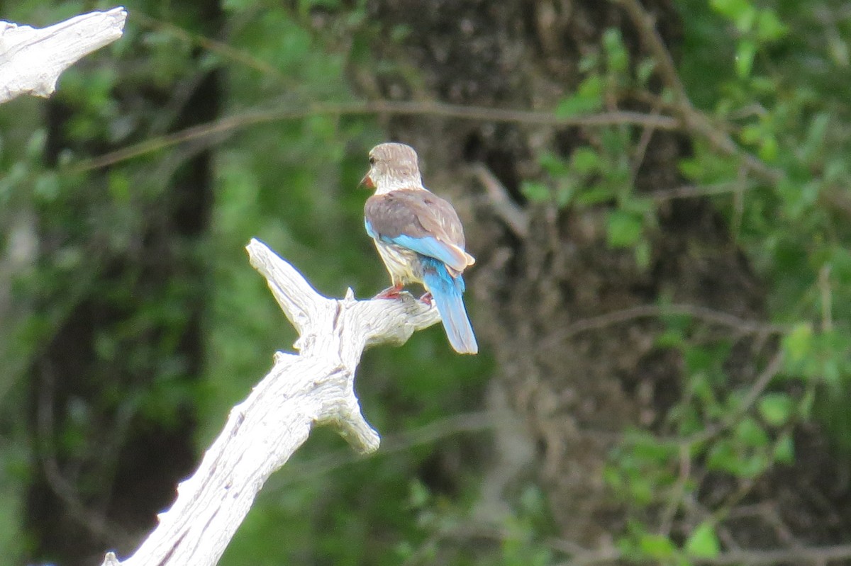 Gray-headed Kingfisher - ML616230282