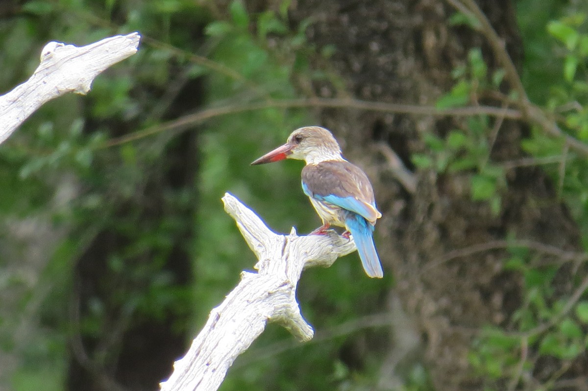 Gray-headed Kingfisher - Charlene Dzielak