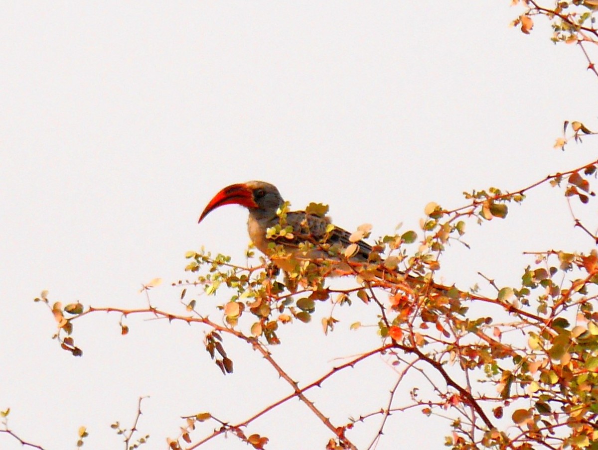 Bradfield's Hornbill - ML616230284