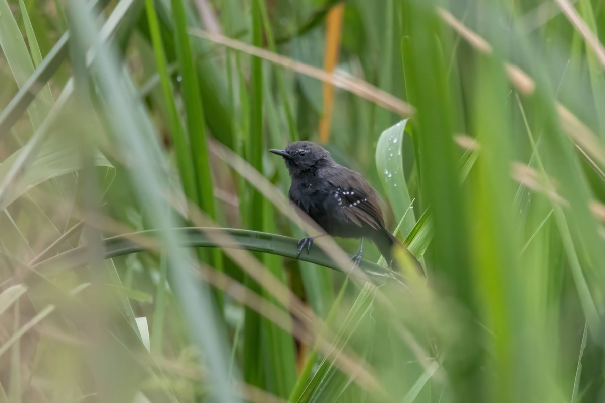 Marsh Antwren - ML616230287