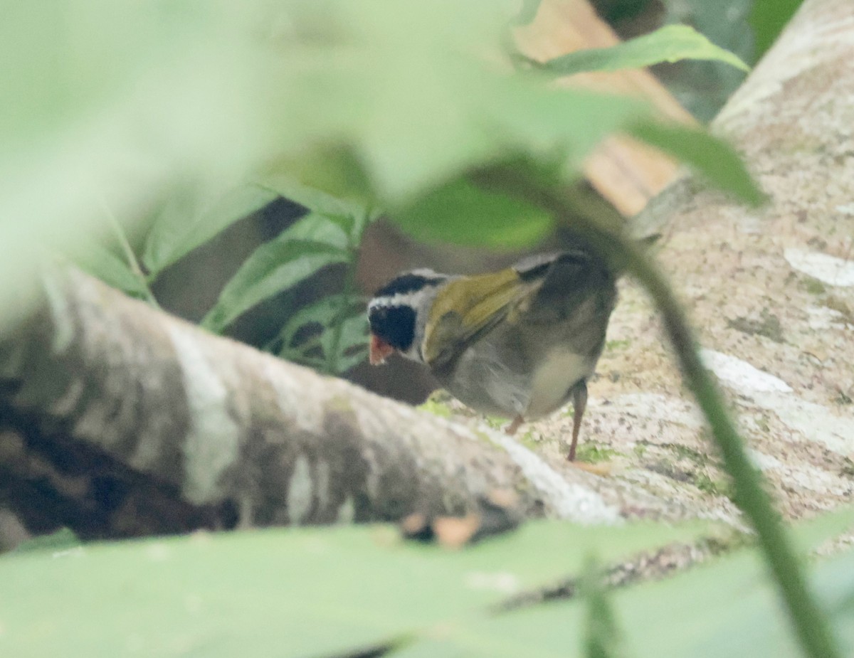 Orange-billed Sparrow - ML616230311