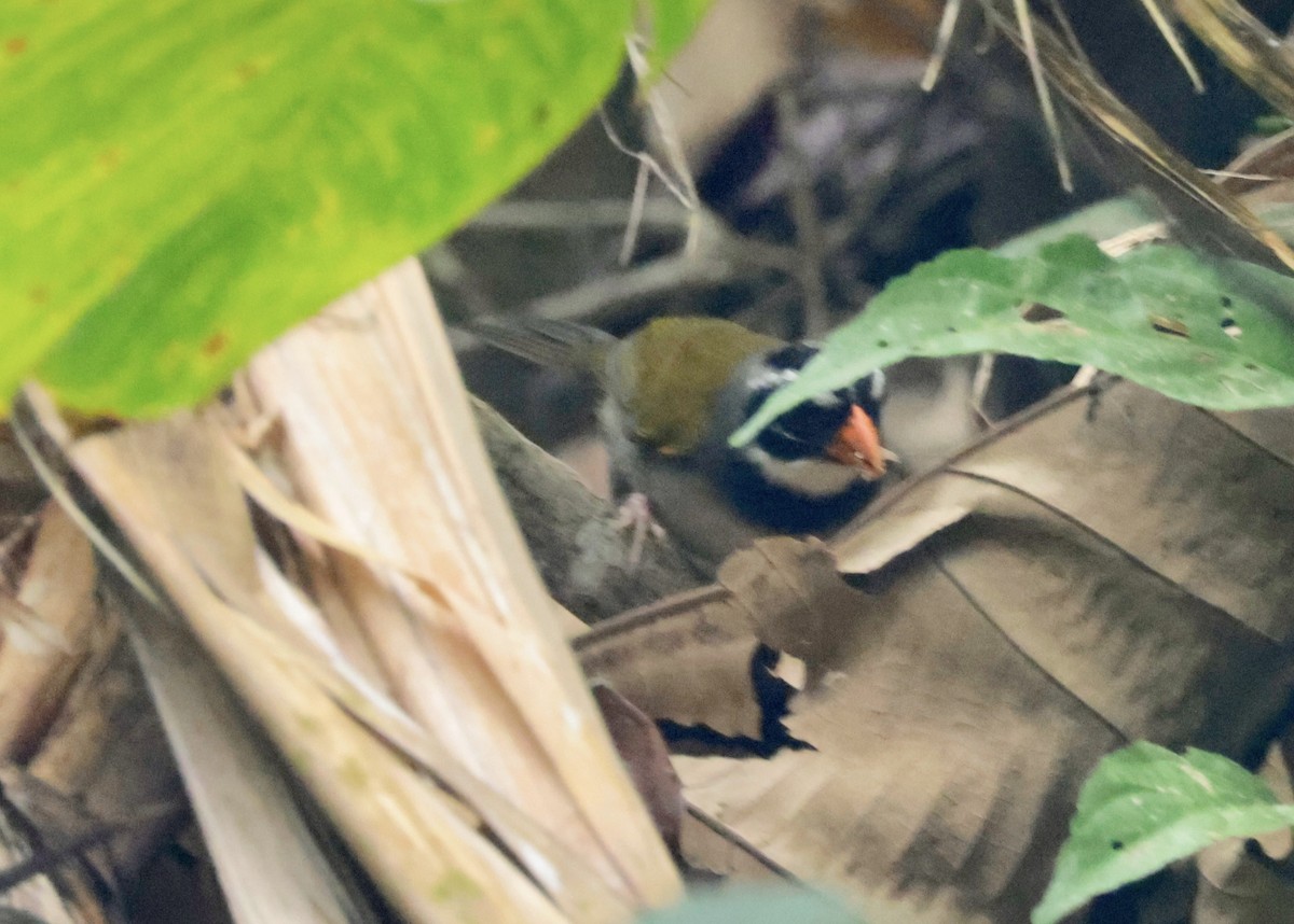 Orange-billed Sparrow - Ken Oeser