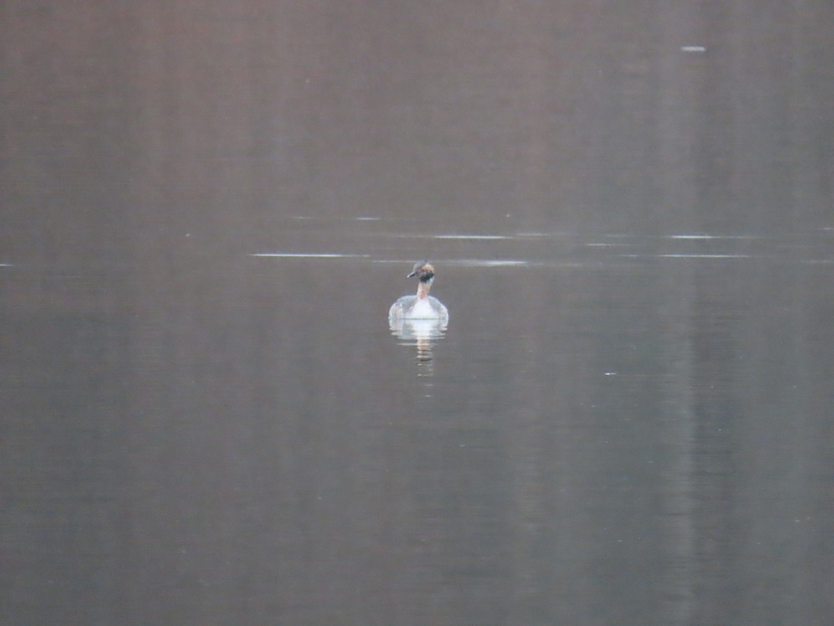 Horned Grebe - ML616230343