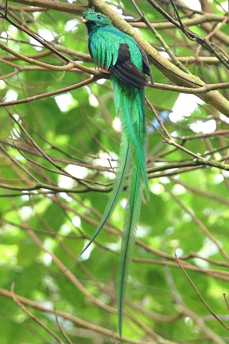 Resplendent Quetzal - ML616230360