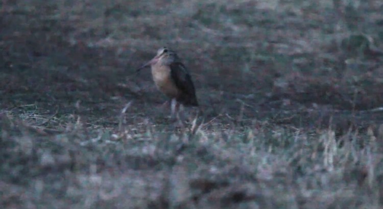 アメリカヤマシギ - ML616230365