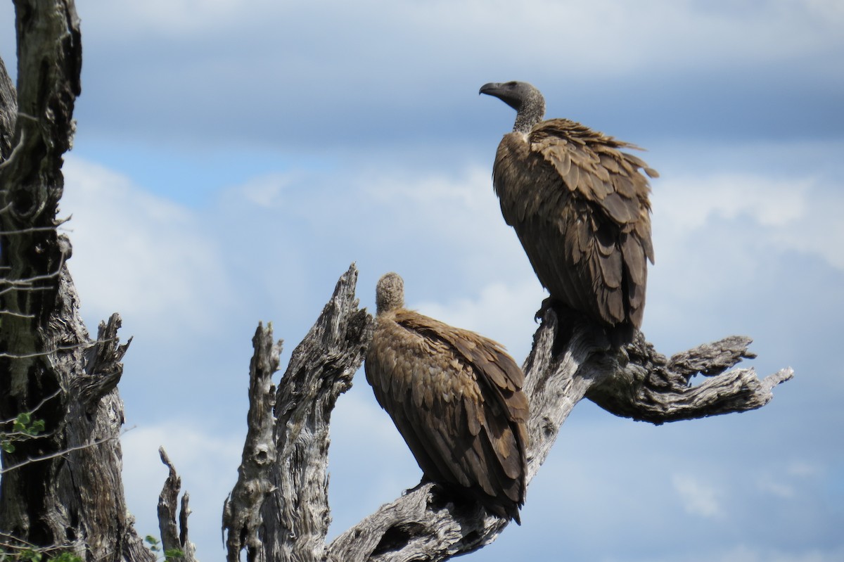 White-backed Vulture - ML616230371