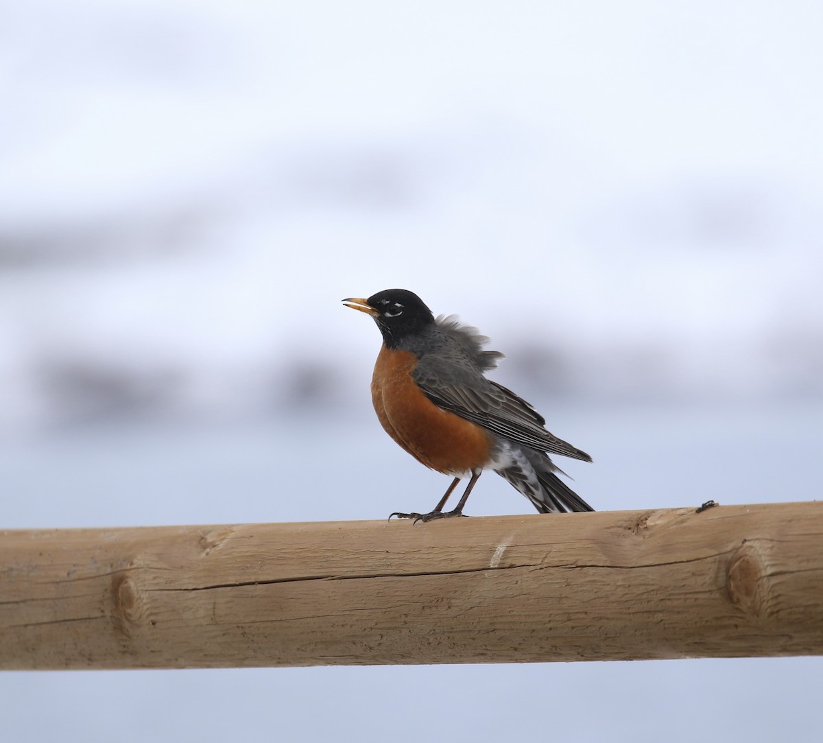 American Robin - ML616230402