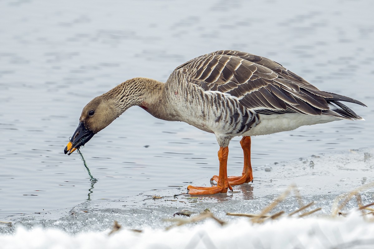 Taiga Bean-Goose - ML616230435