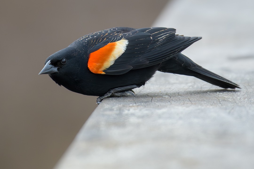 Red-winged Blackbird - ML616230443