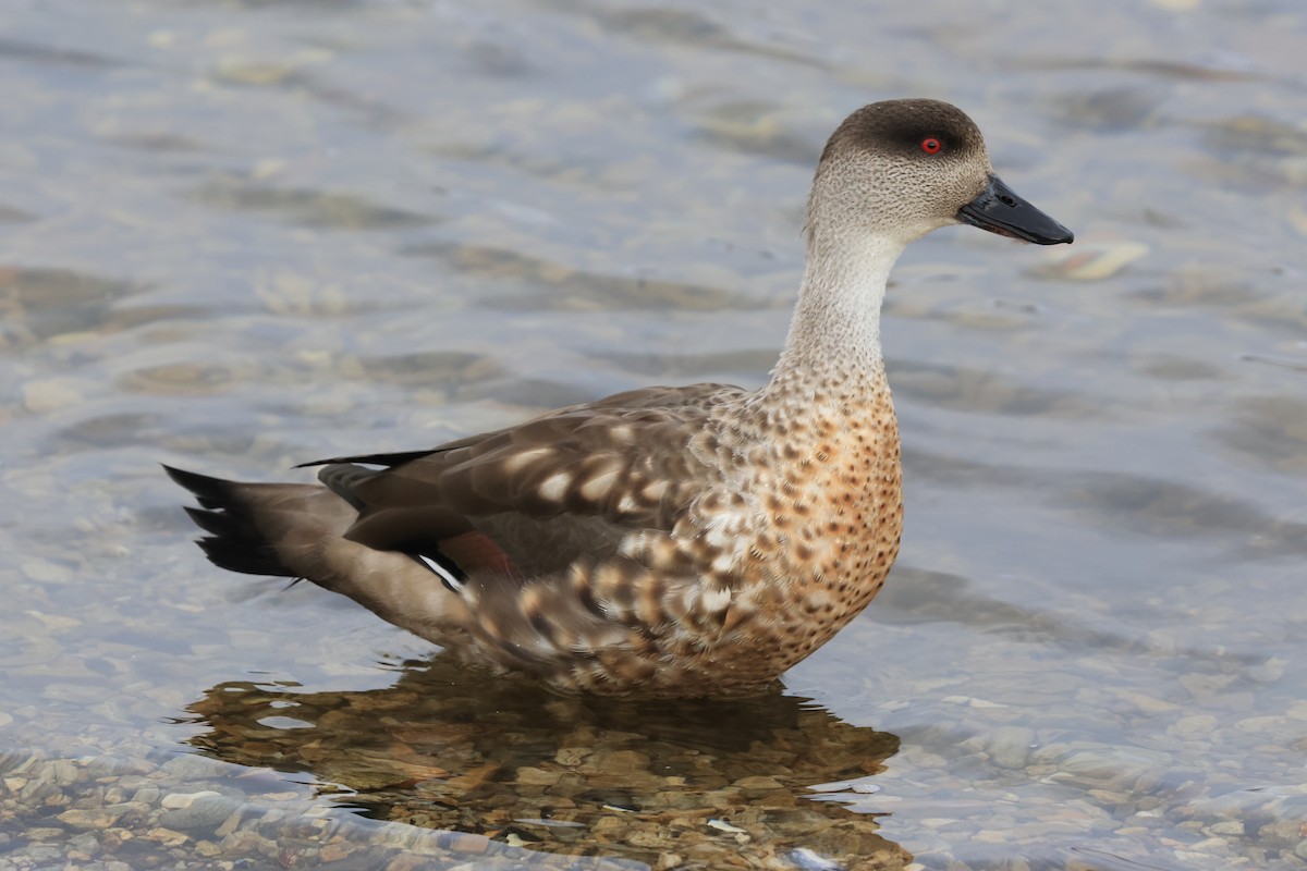 Crested Duck - ML616230462