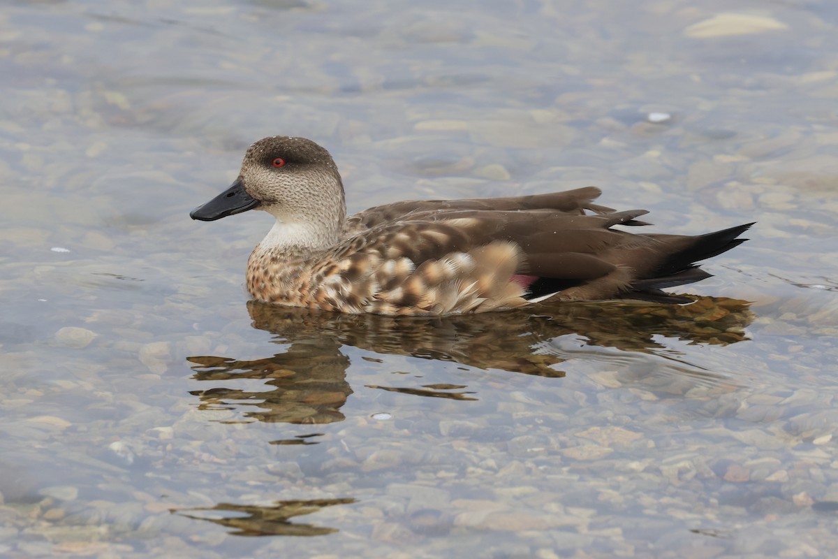 Crested Duck - ML616230464