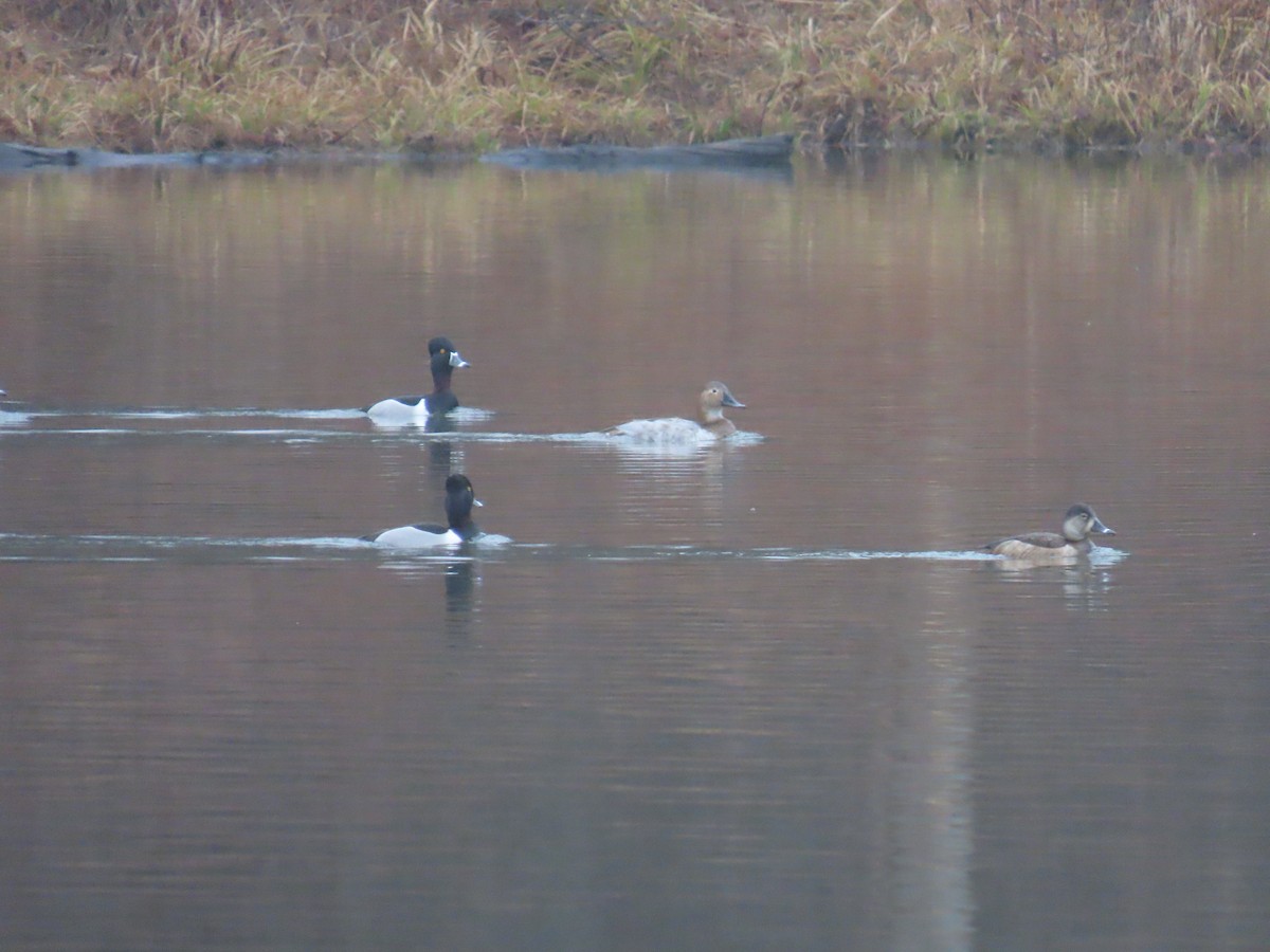 Canvasback - ML616230490