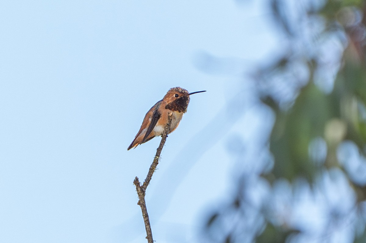 Allen's Hummingbird - ML616230524