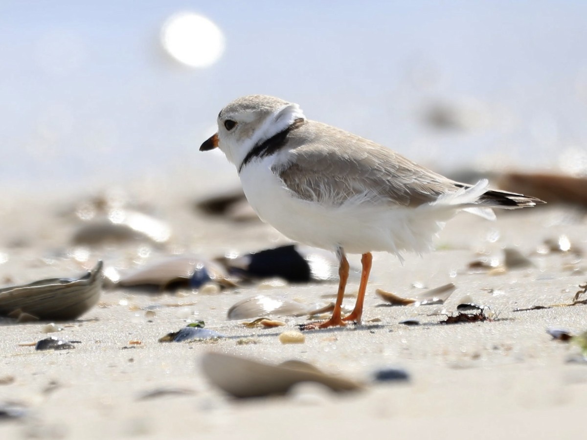 Piping Plover - ML616230541