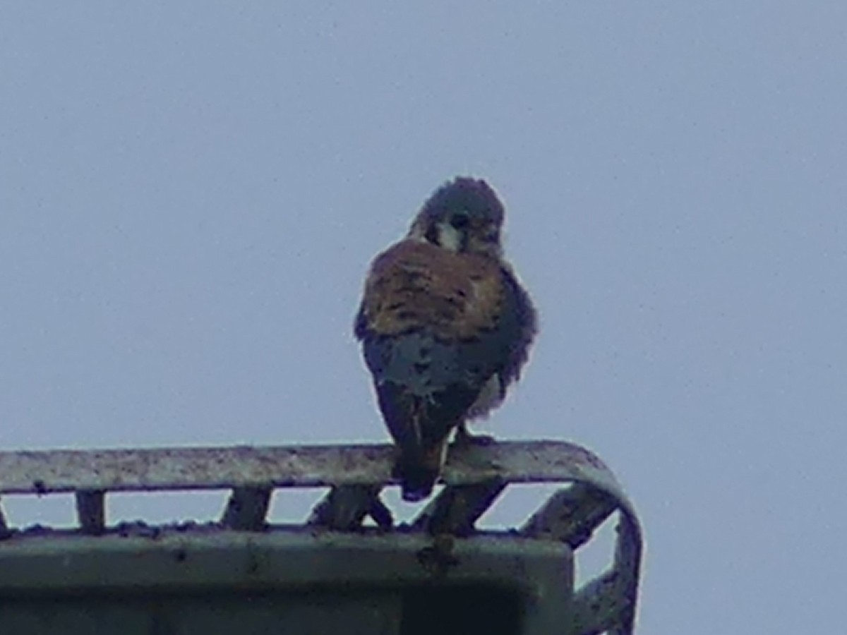 American Kestrel - ML616230545