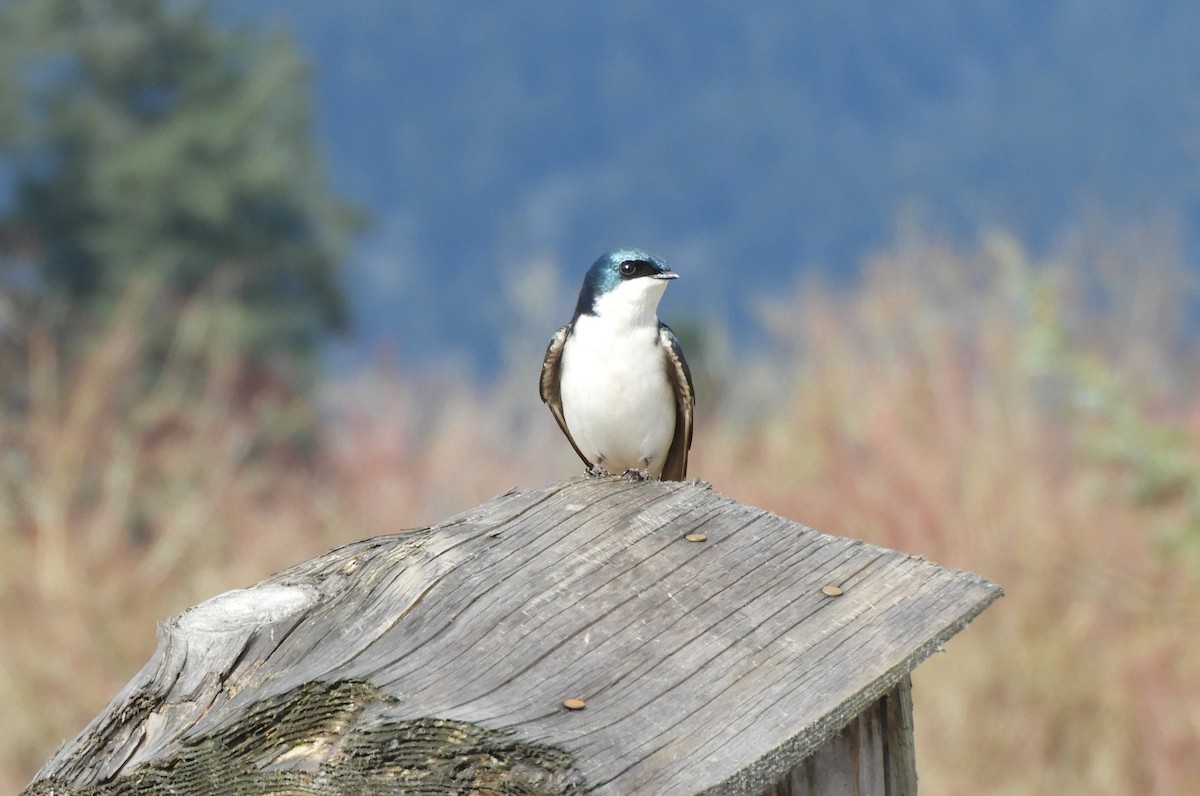 Tree Swallow - ML616230556