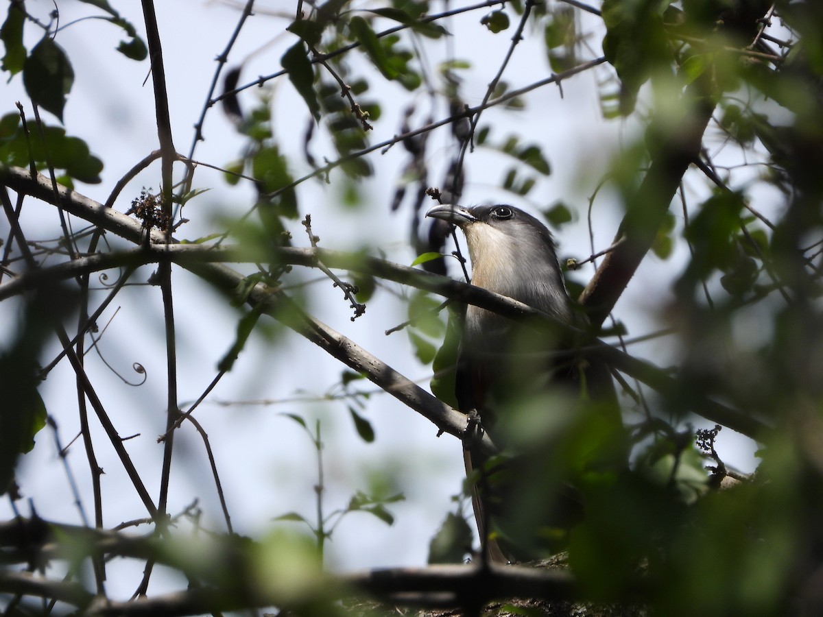 Chestnut-bellied Cuckoo - ML616230585