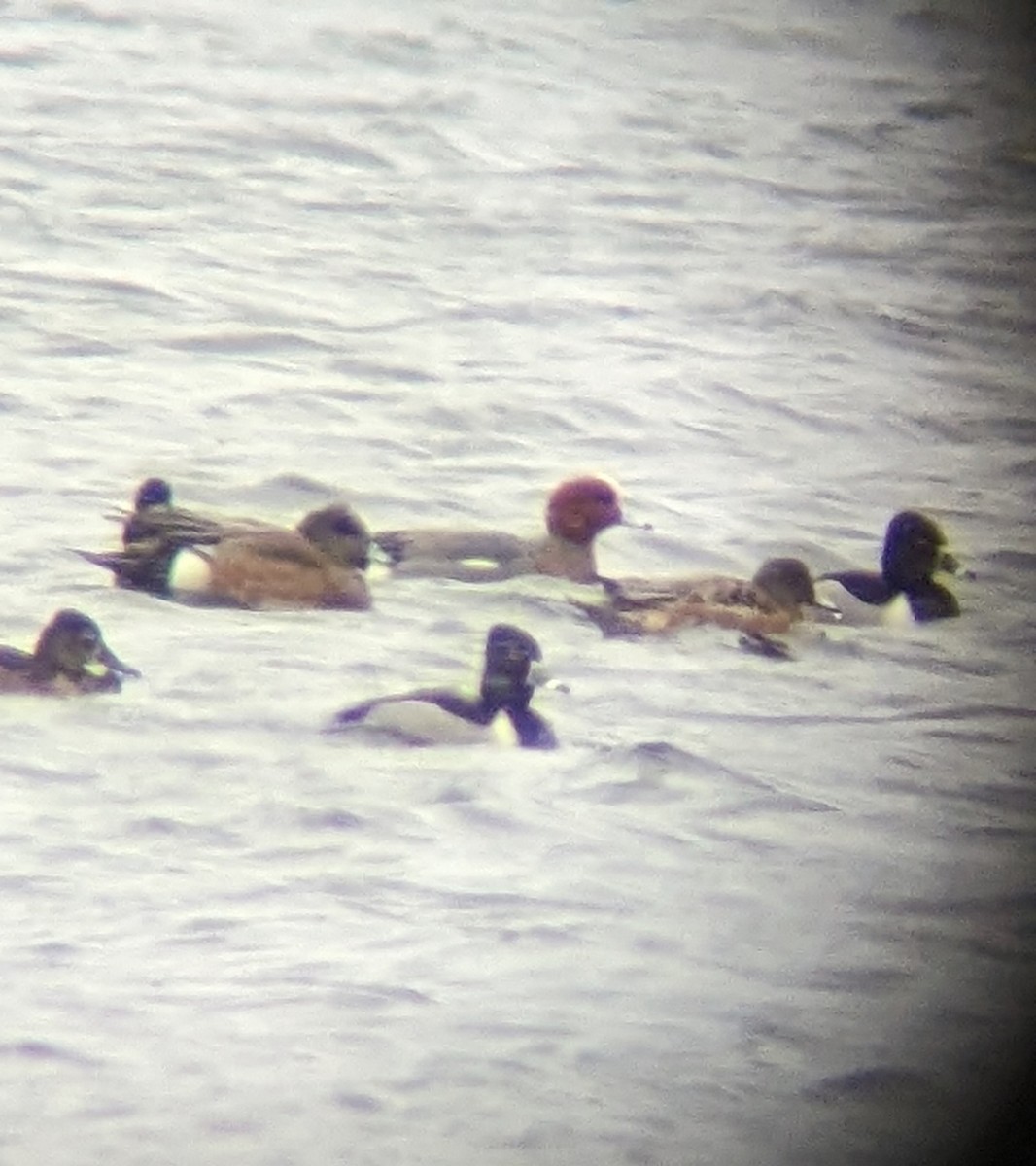 Eurasian Wigeon - ML616230593