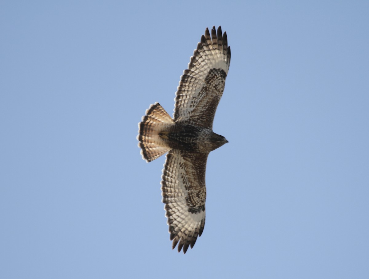 Red-tailed x Rough-legged Hawk (hybrid) - ML616230617