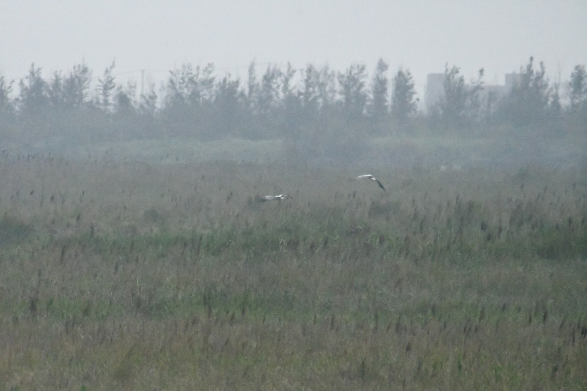 Oriental Stork - ML616230664