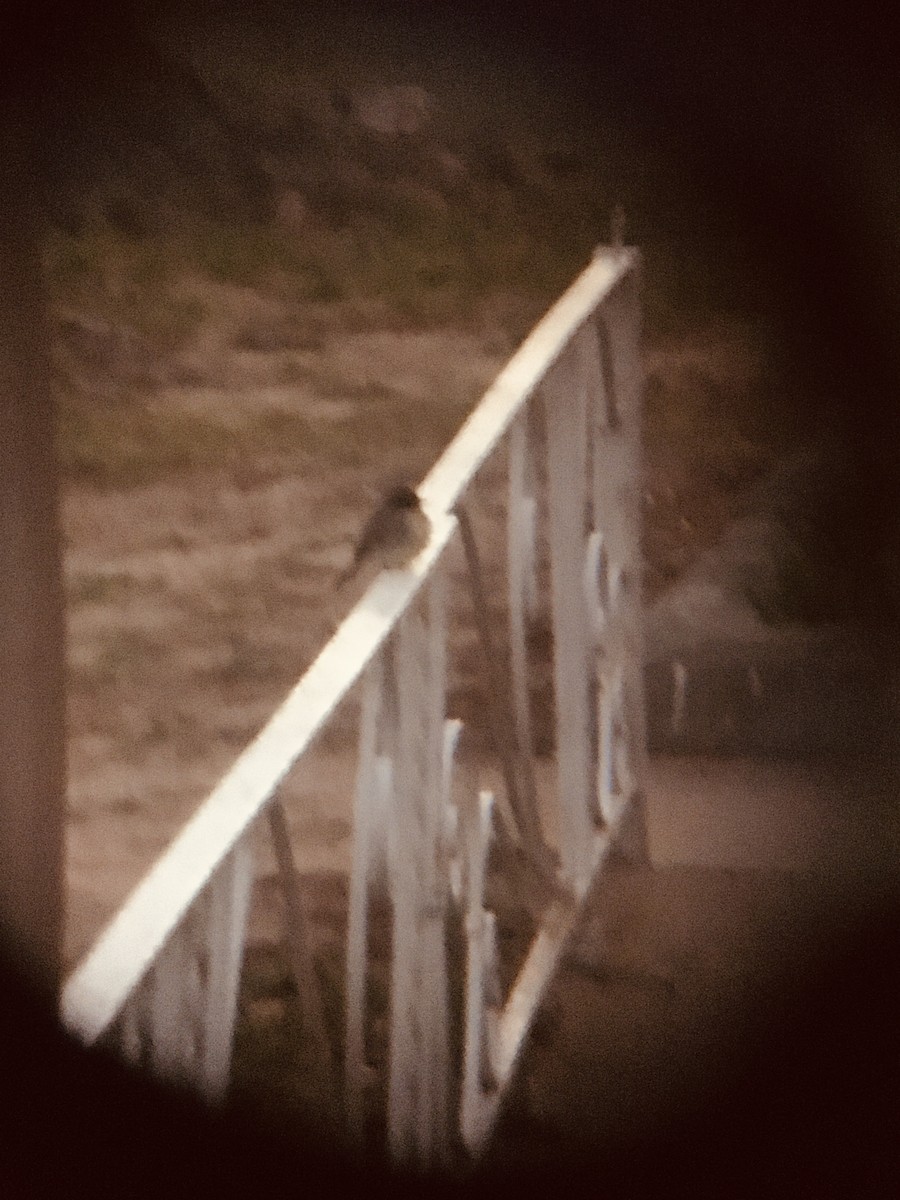 Eastern Phoebe - ML616230675