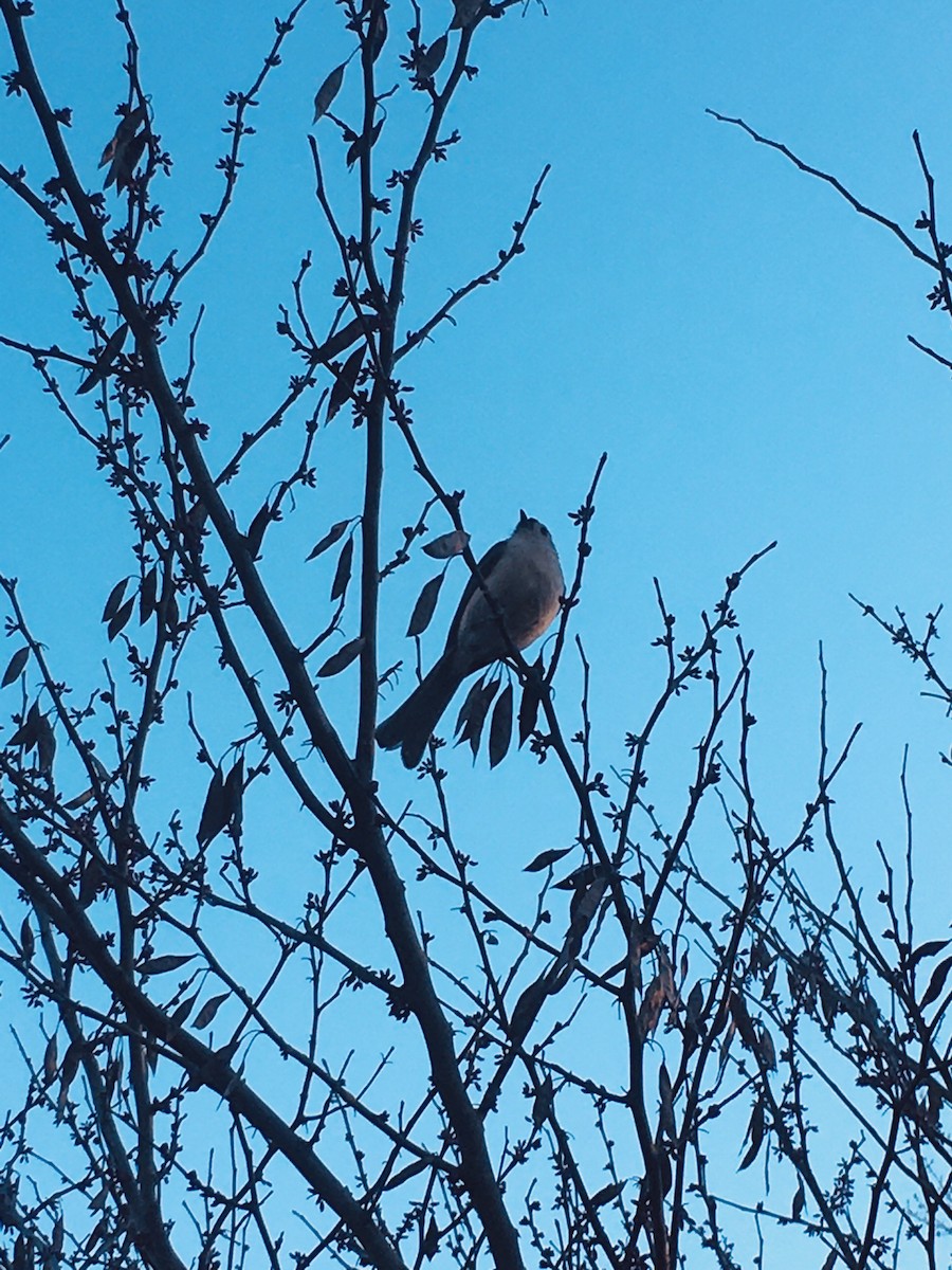 Tufted Titmouse - ML616230693