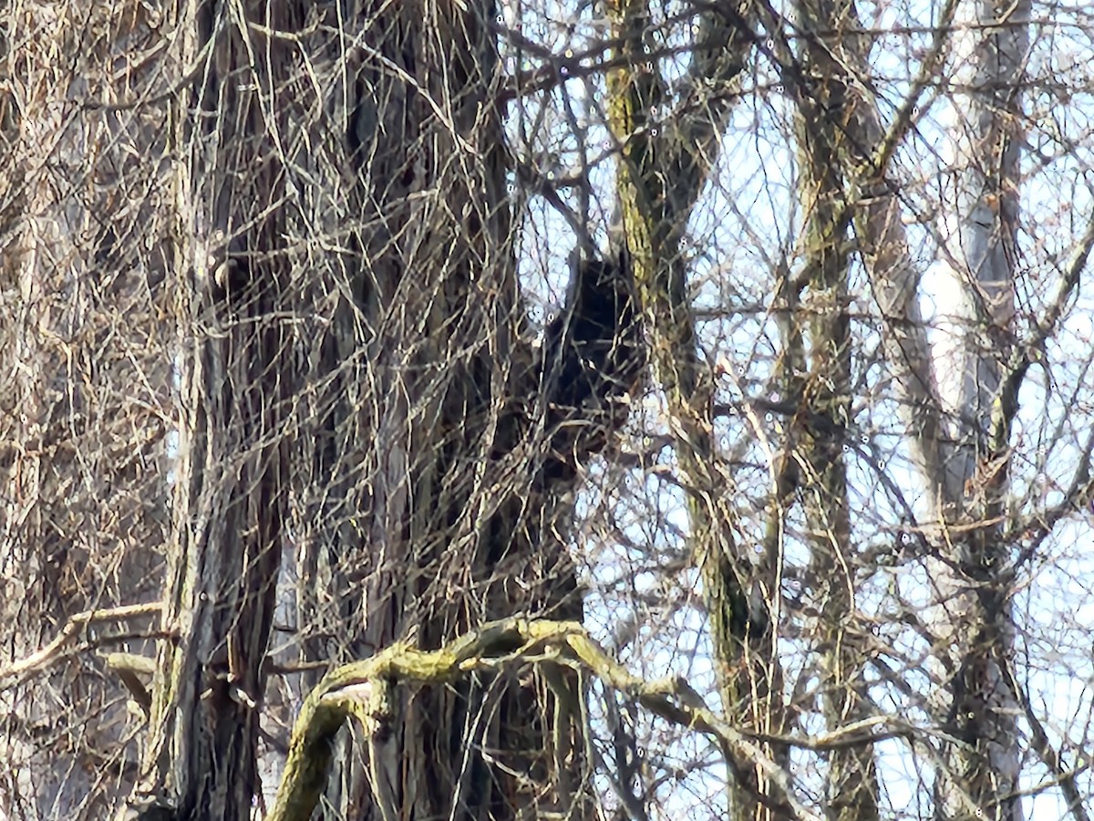 Great Horned Owl - ML616230759