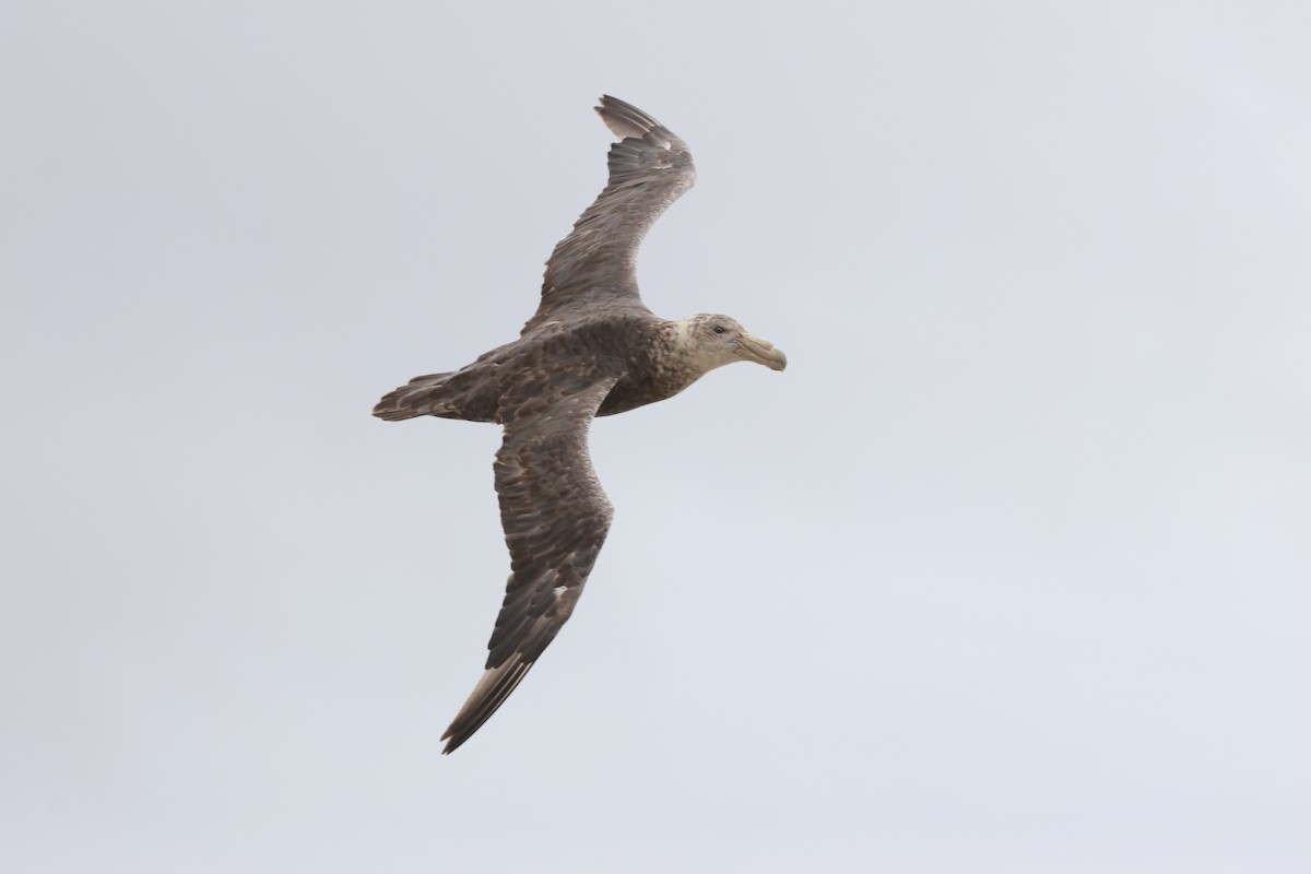 Southern Giant-Petrel - ML616230778