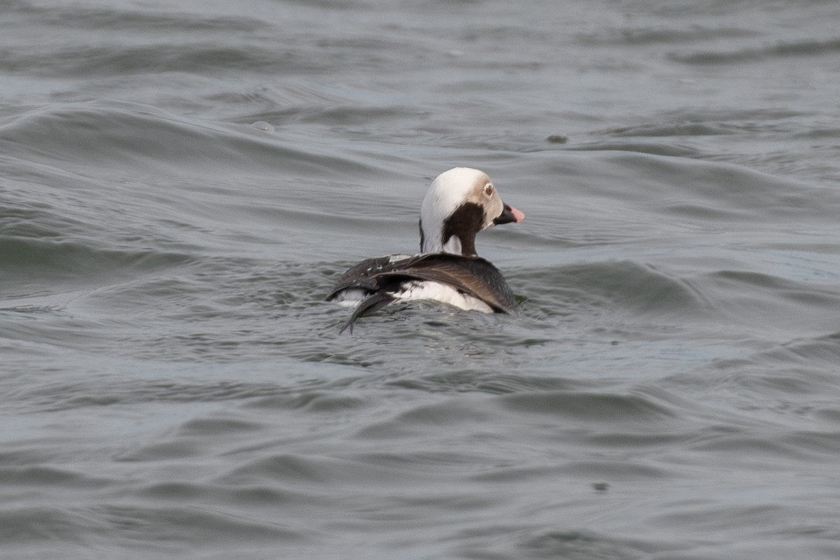 Long-tailed Duck - ML616230804